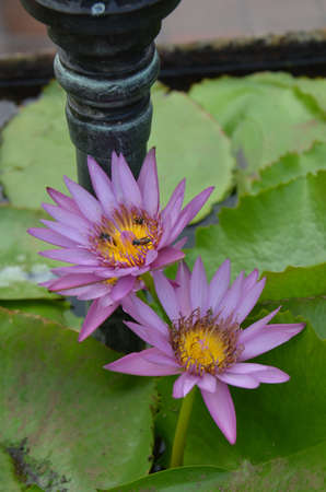 Water Lilies (Fam Nymphaeaceae). Blooming here in a countryside pond in South Eastern Thailandの写真素材