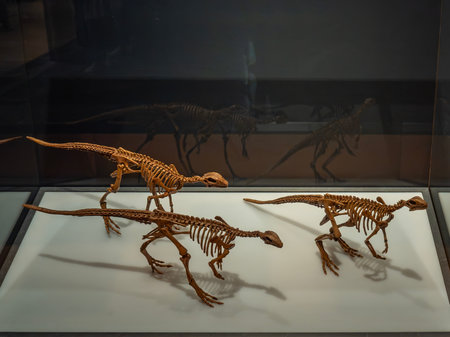 Tyrannosaurus Rex skeleton in a museumの写真素材