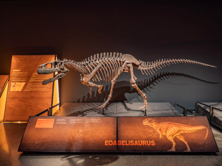 Expositions of dinosaurs at the British Museum.の写真素材