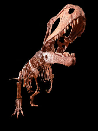 Tyrannosaurus Rex skeleton isolated on black background. Front view.の写真素材