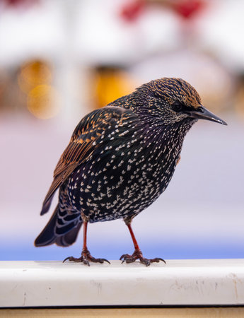 Starling on the table, closeup of photo with shallow depth of field