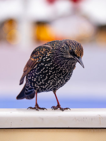 Starling (Sturnus vulgaris) is a small passerine bird.の写真素材
