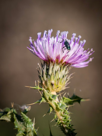 Close-up of a purple thistle flower with a bug on it