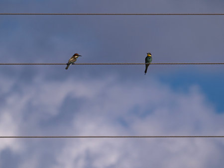 Two European Bee-Eater birds sitting on a wire against a blue sky