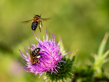 Honey bee collecting pollen from a thistle flower in a field