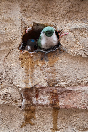 Bird in a hole in the wall of an old house. Selective focus.