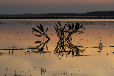 Silhouette of a reed in the water at sunset.