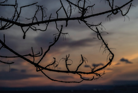 Silhouette of tree branch with sunset sky background,Thailandの写真素材