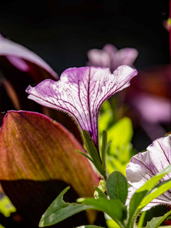 Purple petunia flowers on a black background. Shallow depth of field.の写真素材