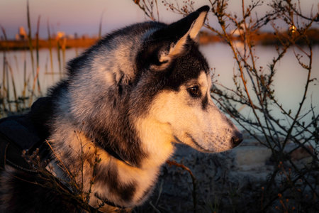 Siberian husky dog sitting on the river bank at sunsetの写真素材