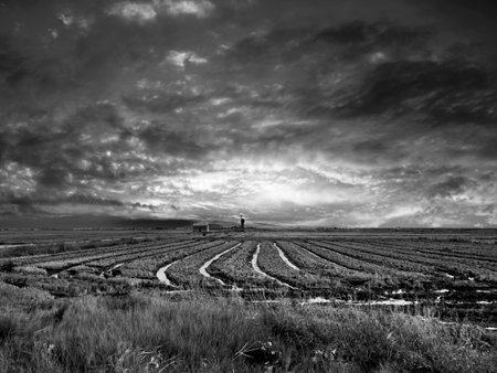 Black and white landscape image of a rural landscape with a man standing in a field