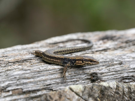 Lizard (Lacerta agilis) on a log