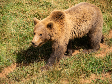 Brown bear (Ursus arctos) in the forest