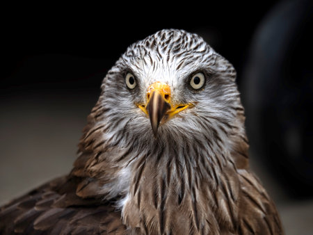Close up portrait of a Red Kite (Milvus milvus)