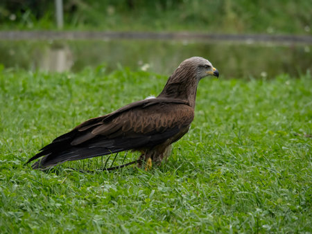 Black Kite, single bird on grass, Brazilの写真素材