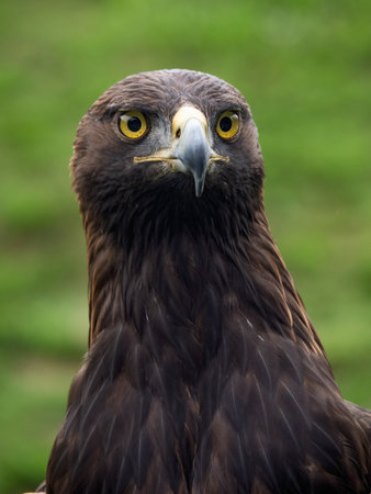 Close-up portrait of a golden eagle (Aquila chrysaetos)