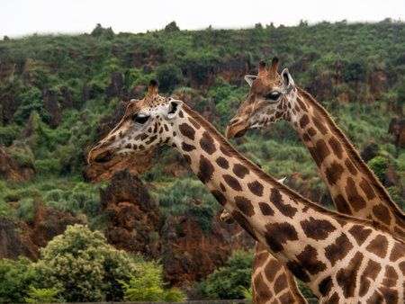 Two giraffes in the wild, Africa.の写真素材