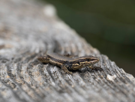 Lacerta agilis is a species of lizard in the family Lacertidae.