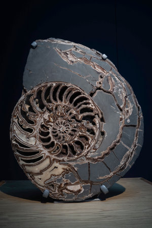 Fossilized ammonite fossil.