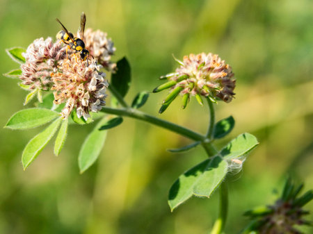Wasp on a clover flower in a meadow in summer