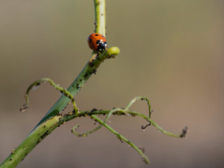 ladybug on a green blade of grass in nature. macro