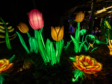 Colorful tulips in the garden with night light, Thailand.の写真素材