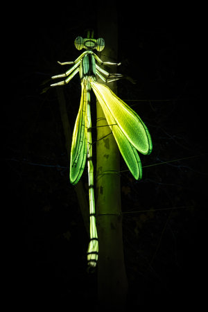 Green dragonfly on a tree in the night. Selective focus.