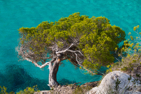 Beautiful pine tree on the shore of the Adriatic Sea in Croatiaの写真素材