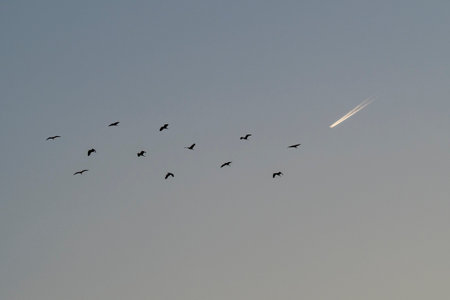 Flock of cormorants flying in the sky at sunset