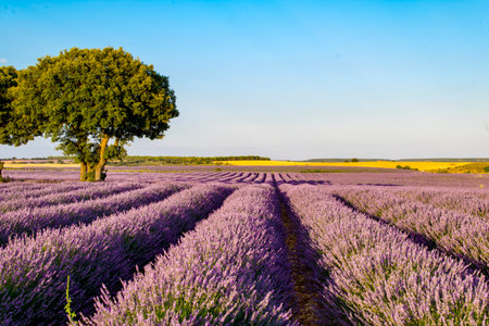 Lavender field in Provence, France. Summer landscapeの写真素材