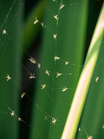 spider on the spider web in the garden, closeup of photoの写真素材