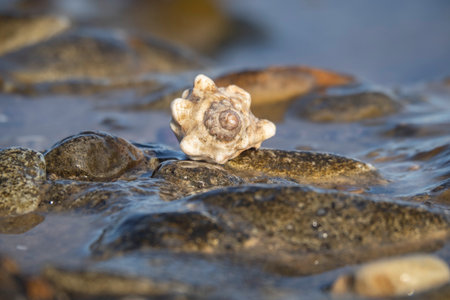 Seashell on the pebble beach. Shallow depth of field