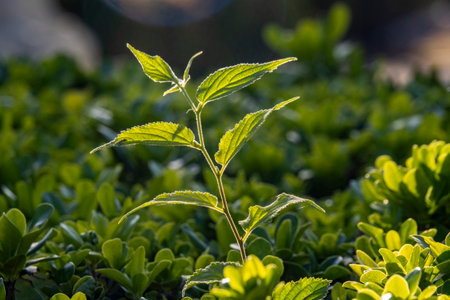 Green plant in the garden. Nature background. Selective focus.の写真素材