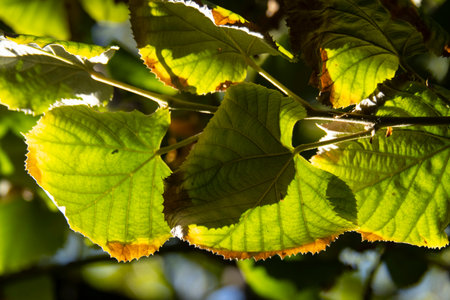 green leaves of linden tree in sunlight in autumn close up