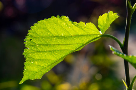 green leaf with water drops close up in sunny day, nature series