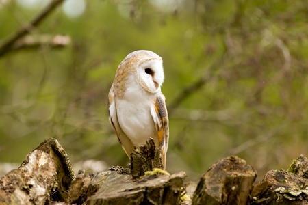 Barn Owlの写真素材
