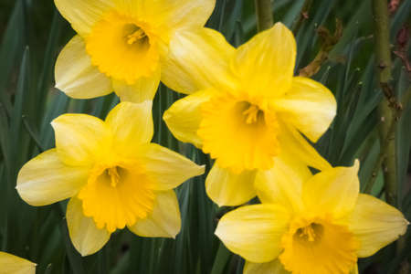 Springtime yellow Narcissus flowers blooming in the gardenの写真素材