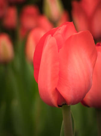 Single red tulip flower head in the fieldの写真素材