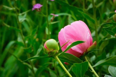 Beautiful, clean Peony Flower head blossom close upの写真素材
