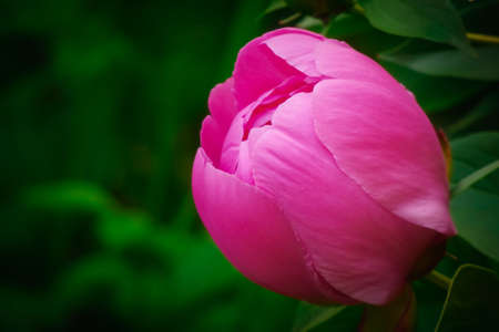 Pink peony flower head on green natural background with lots of copy space on the left sideの写真素材