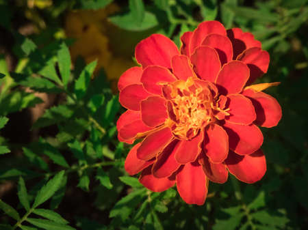 Tagetes patula. French Marigold flower close up in the gardenの写真素材
