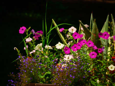 Summer floral arrangement in the parkの写真素材