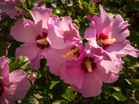 Hibiscus rosa-sinensis. Pink Chinese Rose mallow flower heads.の写真素材