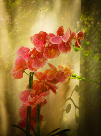 Phalenopsis Orchids. colorful beautiful moth orchids through the window.の写真素材