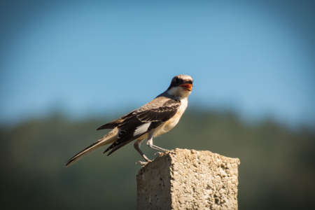 Lesser grey shrike(Lanius minor) on a concrete fence