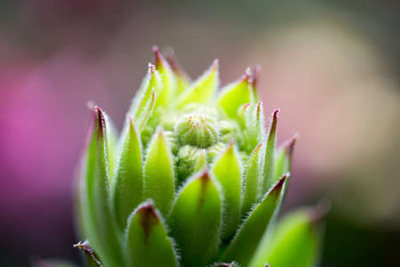 Houseleekの写真素材