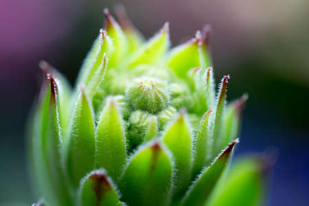 Houseleekの写真素材