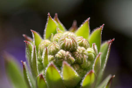 Houseleekの写真素材