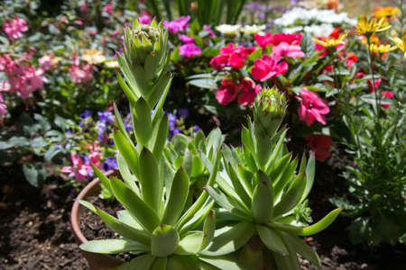 Houseleekの写真素材