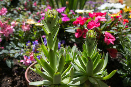 Houseleekの写真素材